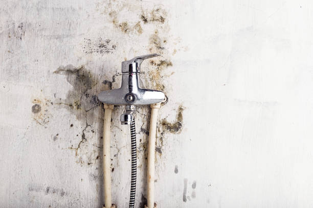 Best Black Mold Removal  in Piperton, TN