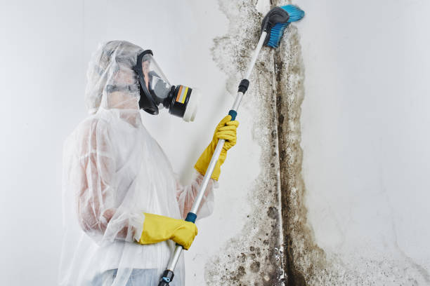 Certified Mold Removal in Piperton, TN