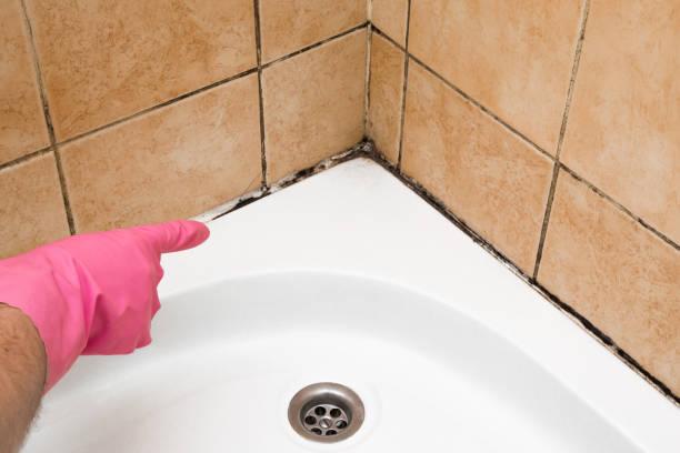 Attic Mold Removal in Piperton, TN